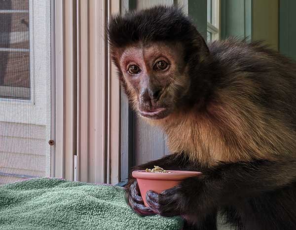 Monkey Helpers: our past - facility where monkeys lived and learned