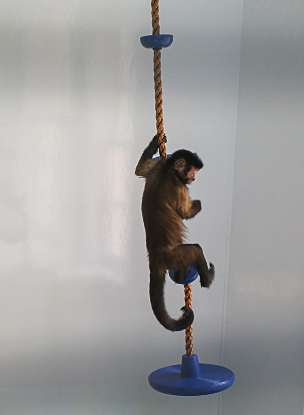 Monkey Living Center - monkey playing on rope