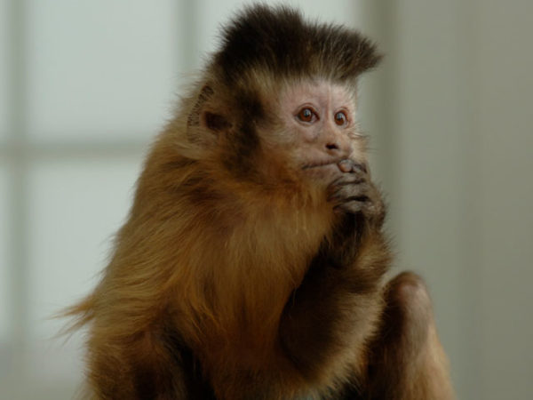 Helping Hands - Alaska Airlines - capuchin monkey sitting pensively