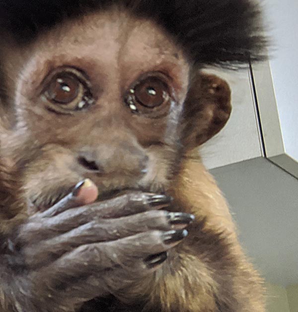 Albert - closeup portrait of capuchin monkey