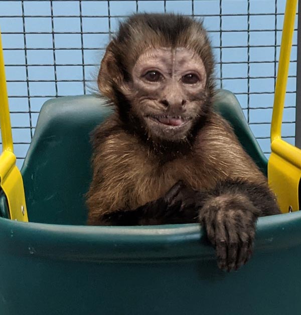 Meet Monkeys - Sadie - monkey in a play swing