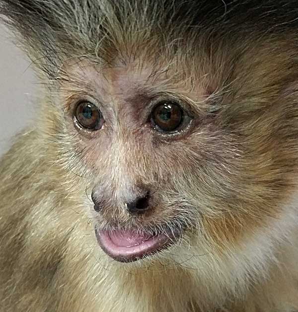 Meet Monkeys - Toby - Helping Hands - closeup of Toby's face