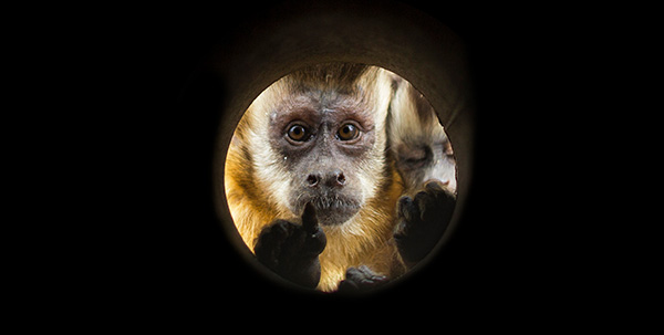 Monkey Helpers FAQs - two monkeys looking through a hole
