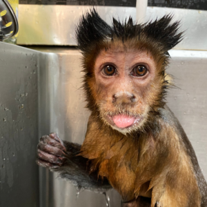 Monkey taking a bath